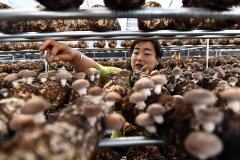 China's Shandong sees agricultural exports hit record high in 2022