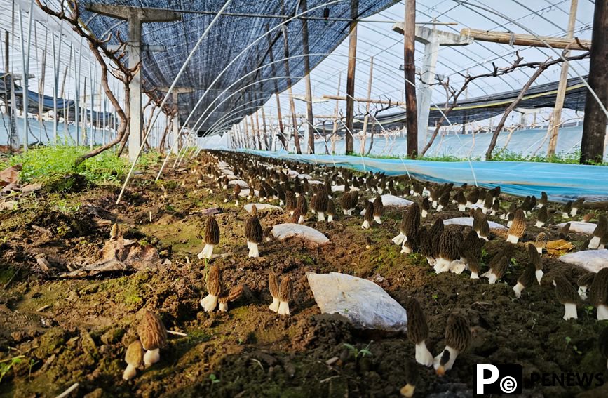 Morel mushroom cultivation under grapevines brings prosperity to NW China’s Shaanxi villagers