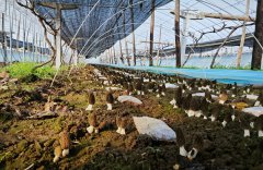 Morel mushroom cultivation under grapevines brings prosperity to NW China’s Shaanxi villagers