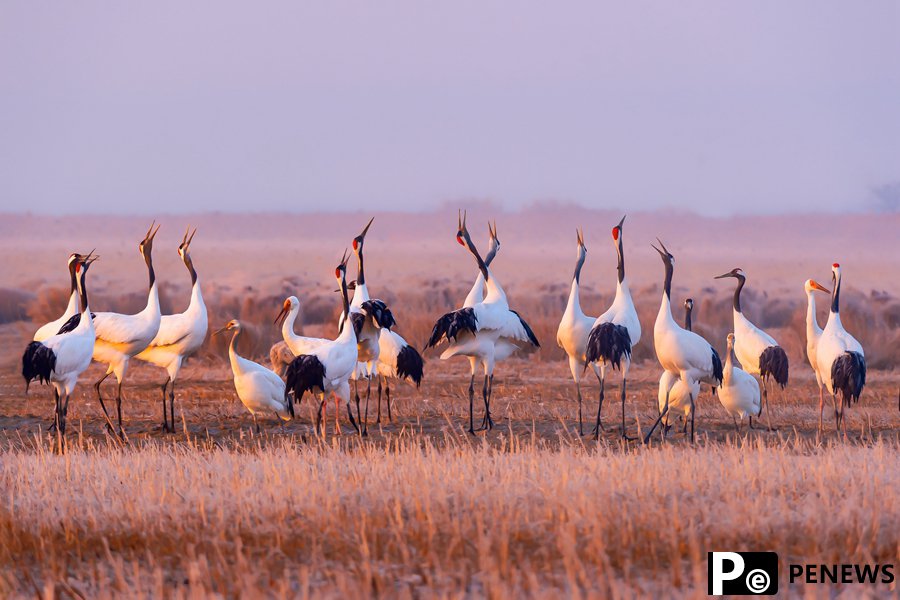 Millions of migratory birds winter at wetlands in E China’s Jiangsu