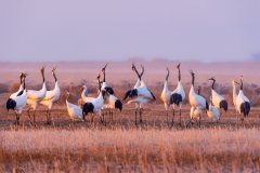 Millions of migratory birds winter at wetlands in E China’s Jiangsu