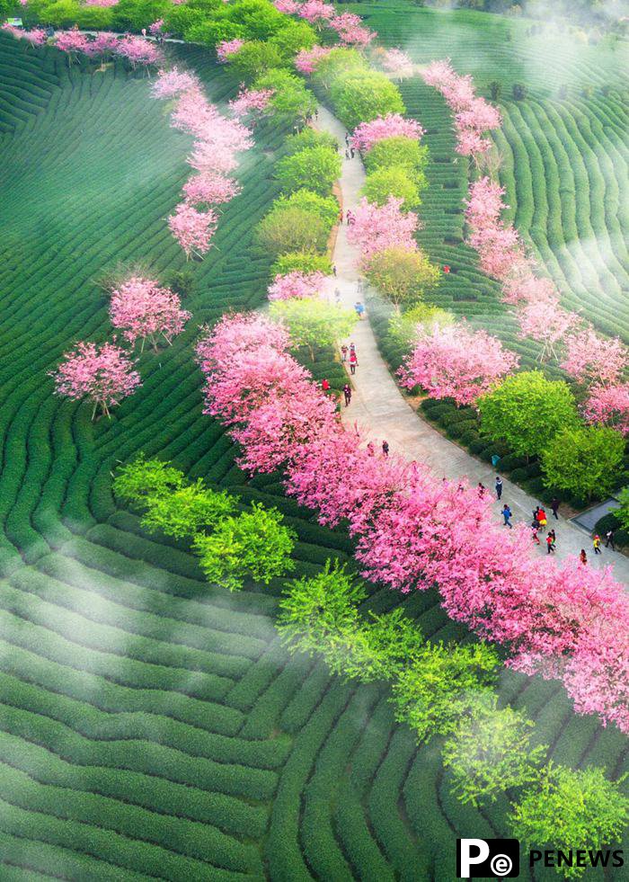 Cherry blossom festival to kick off in SE China