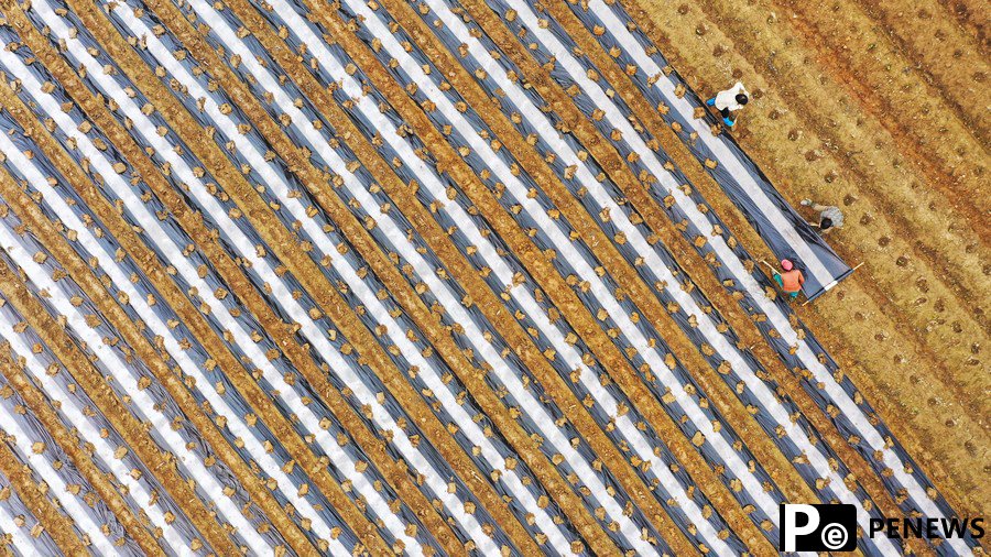 China to give one-off subsidies to crop-growing farmers