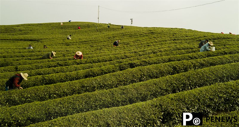 Tea industry flourishes in Chibi, C China’s Hubei