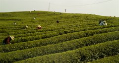 Tea industry flourishes in Chibi, C China’s Hubei