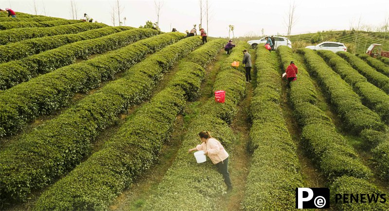 Tea industry flourishes in Chibi, C China’s Hubei