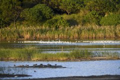 Global warming can reduce wetlands' net greenhouse gas absorption: study