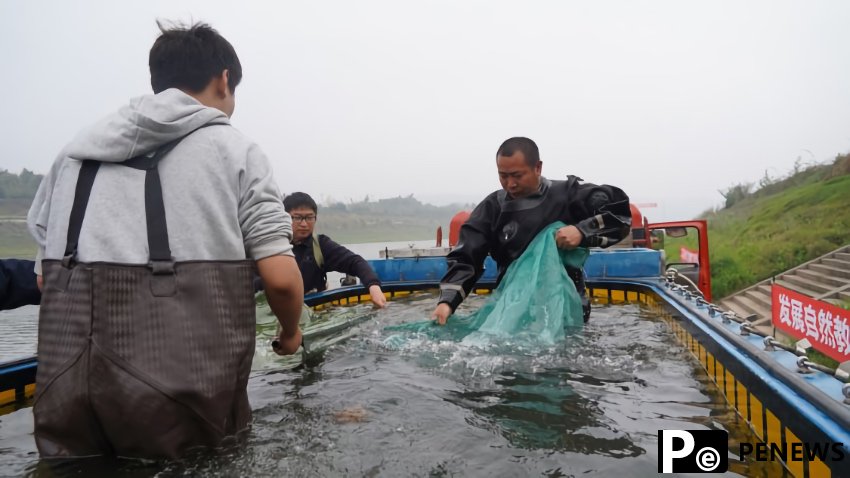 Breeding experiment proves to be successful as Yangtze sturgeon reproduces in the wild for first time in 23 years