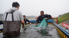 Breeding experiment proves to be successful as Yangtze sturgeon reproduces in the wild for first time in 23 years