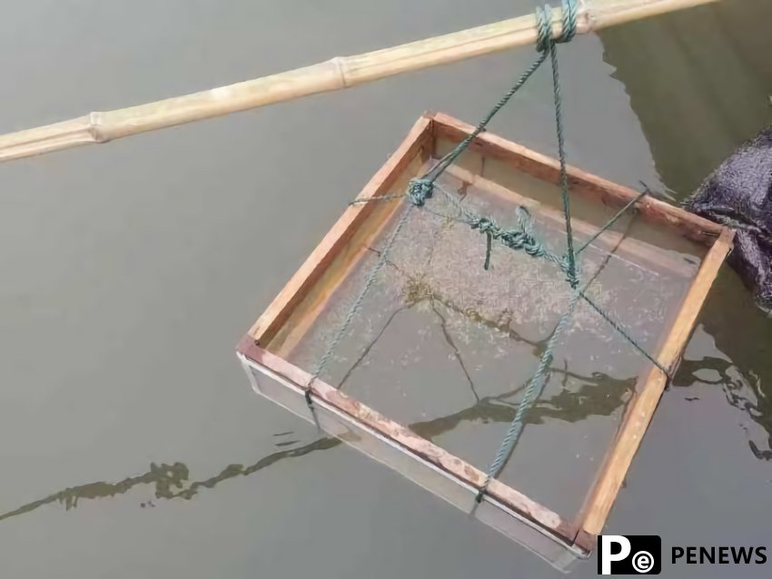 Breeding experiment proves to be successful as Yangtze sturgeon reproduces in the wild for first time in 23 years
