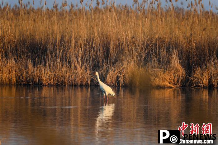 White cranes seen at Hengshui Lake in N China