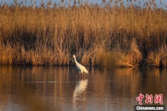 White cranes seen at Hengshui Lake in N China's Hebei