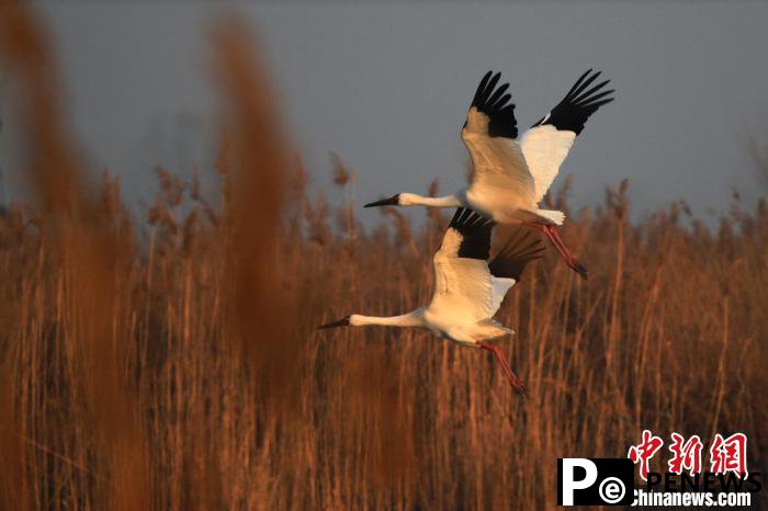 White cranes seen at Hengshui Lake in N China