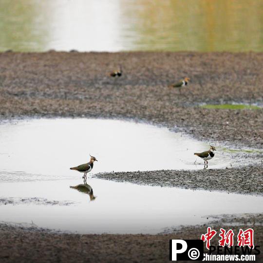 White cranes seen at Hengshui Lake in N China