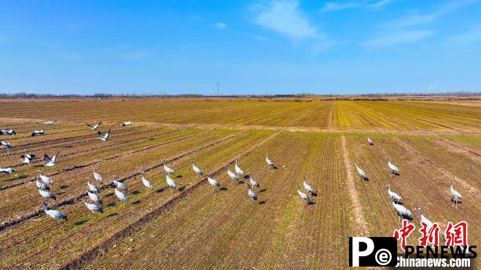 White cranes seen at Hengshui Lake in N China