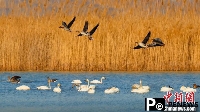 White cranes seen at Hengshui Lake in N China