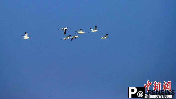 White cranes seen at Hengshui Lake in N China