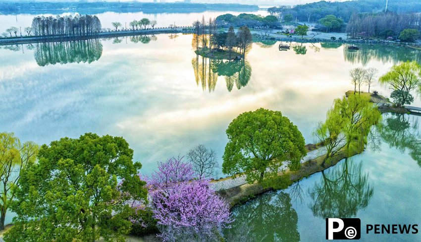 Early-flowering cherry blossoms in full bloom in E China’s Jiangsu