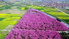 Gorgeous plum blossoms in NW China’s Shaanxi