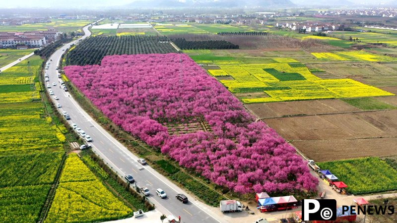 Gorgeous plum blossoms in NW China’s Shaanxi