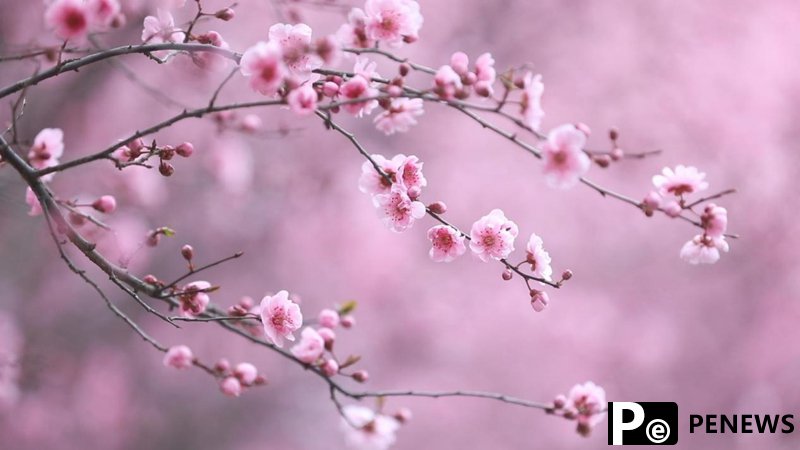 Gorgeous plum blossoms in NW China’s Shaanxi