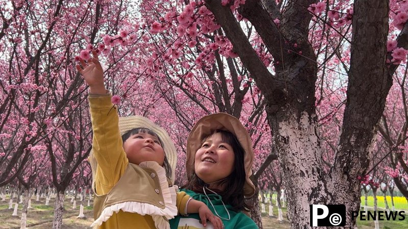 Gorgeous plum blossoms in NW China’s Shaanxi