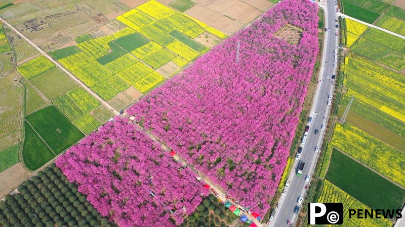 Gorgeous plum blossoms in NW China’s Shaanxi