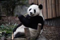 Scientists discover prehistoric carnivorous giant panda