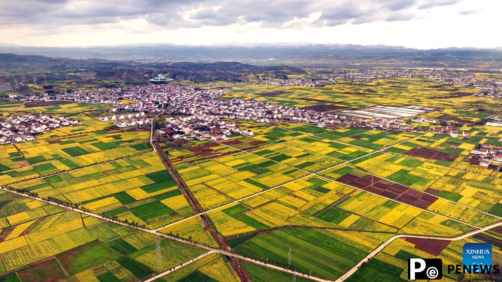 Cole flowers in full bloom attract tourists in China