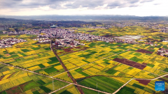 Cole flowers in full bloom attract tourists in China