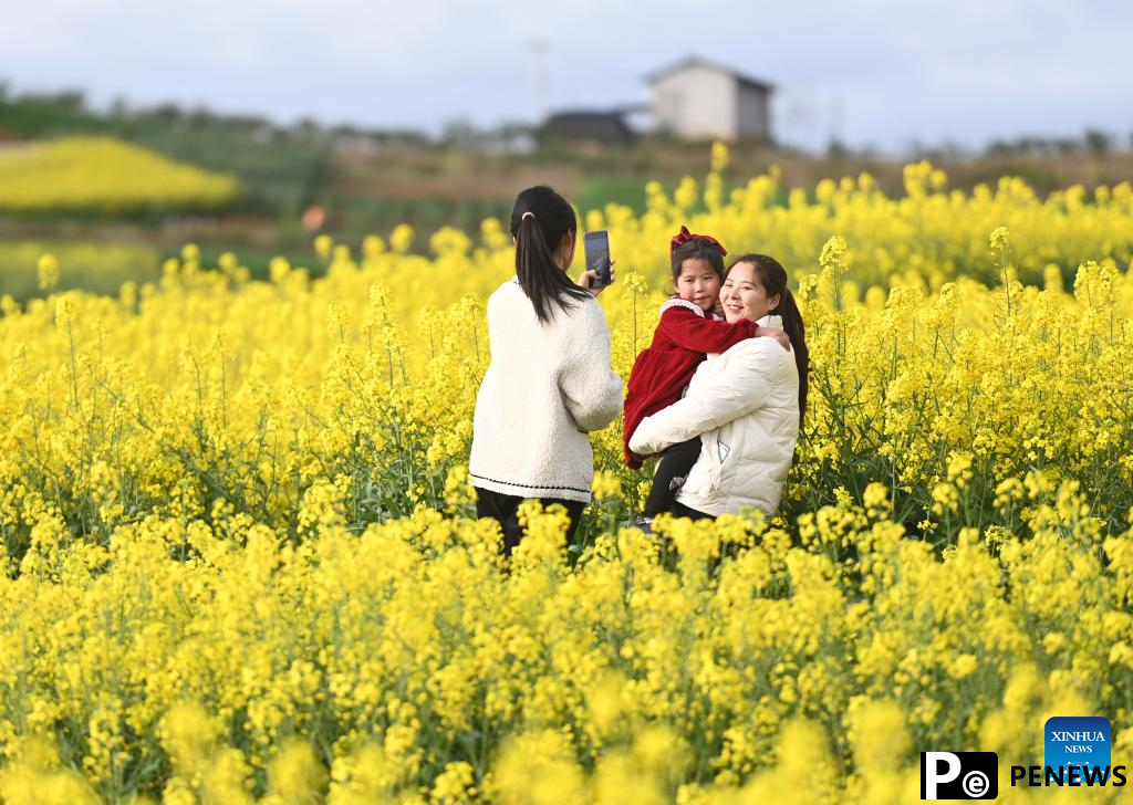 Cole flowers in full bloom attract tourists in China