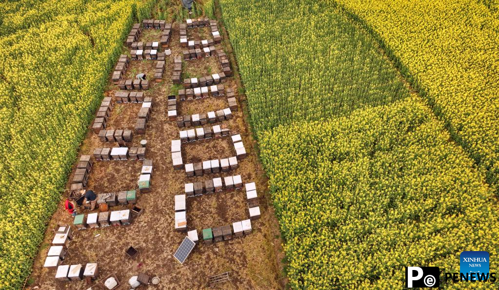 Cole flowers in full bloom attract tourists in China