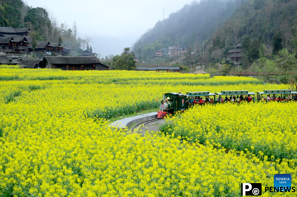 Cole flowers in full bloom attract tourists in China