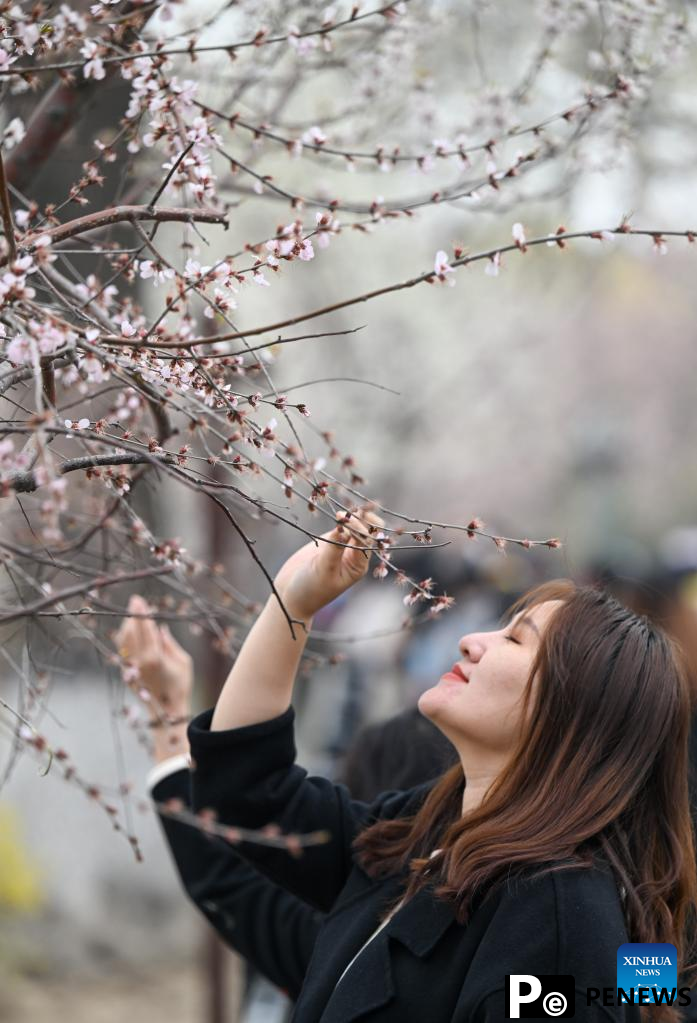 Tourists enjoy peach blossoms in N China