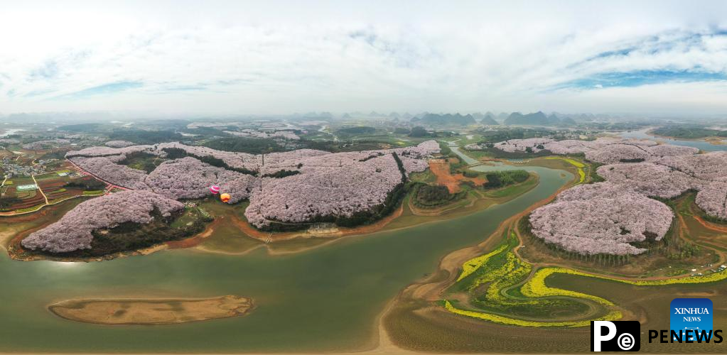 Blooming cherry blossoms attract tourists in Guizhou, SW China