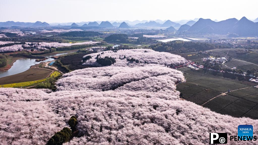 Blooming cherry blossoms attract tourists in Guizhou, SW China