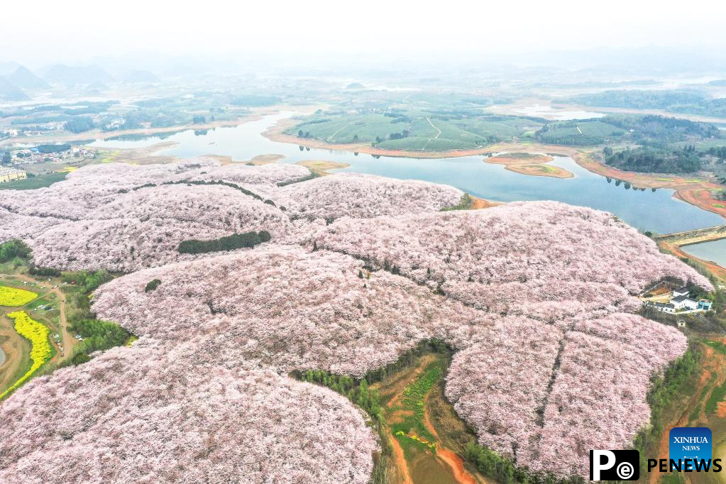 Blooming cherry blossoms attract tourists in Guizhou, SW China