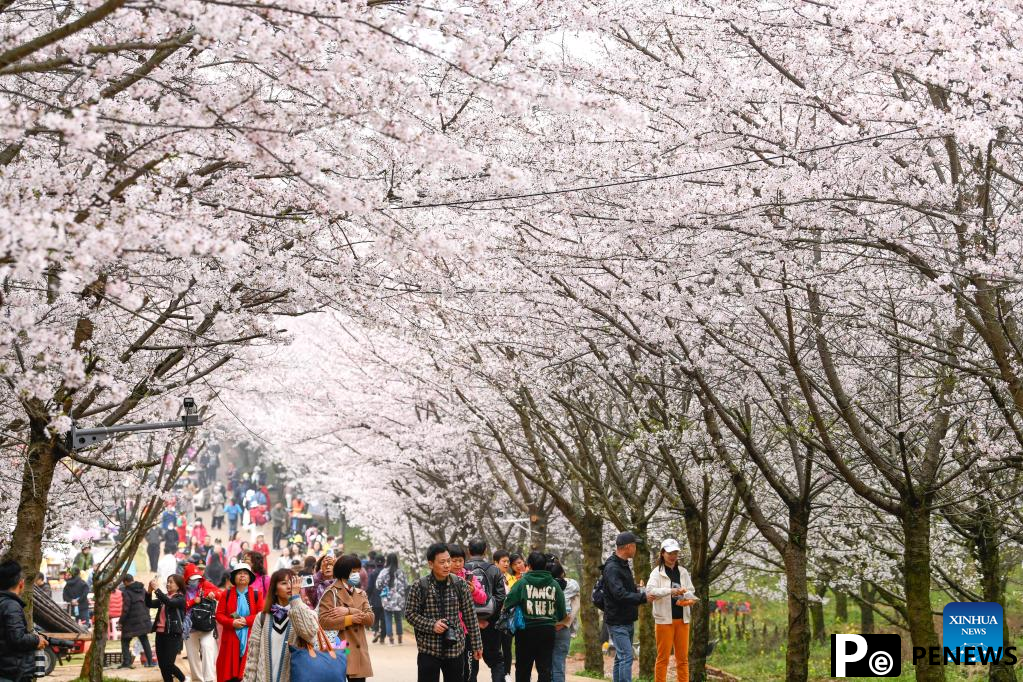 Blooming cherry blossoms attract tourists in Guizhou, SW China