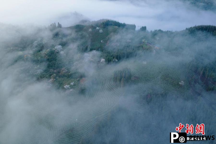 Picturesque scenery of cloud-shrouded tea garden in Sichuan