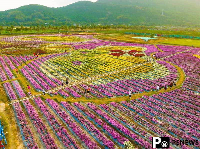 Colorful chrysanthemums blossom in tropical Sanya city