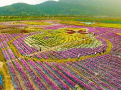 Colorful chrysanthemums blossom in tropical Sanya city