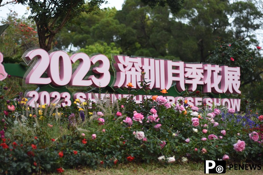 In pics: Beauty of roses attracts visitors to 2023 Shenzhen Rose Show