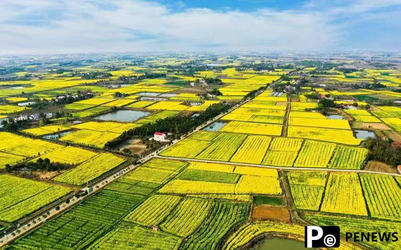 Rapeseed flowers help bring prosperity to countryside in Shayang, C China