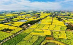 Rapeseed flowers help bring prosperity to countryside in Shayang, C China's Hubei