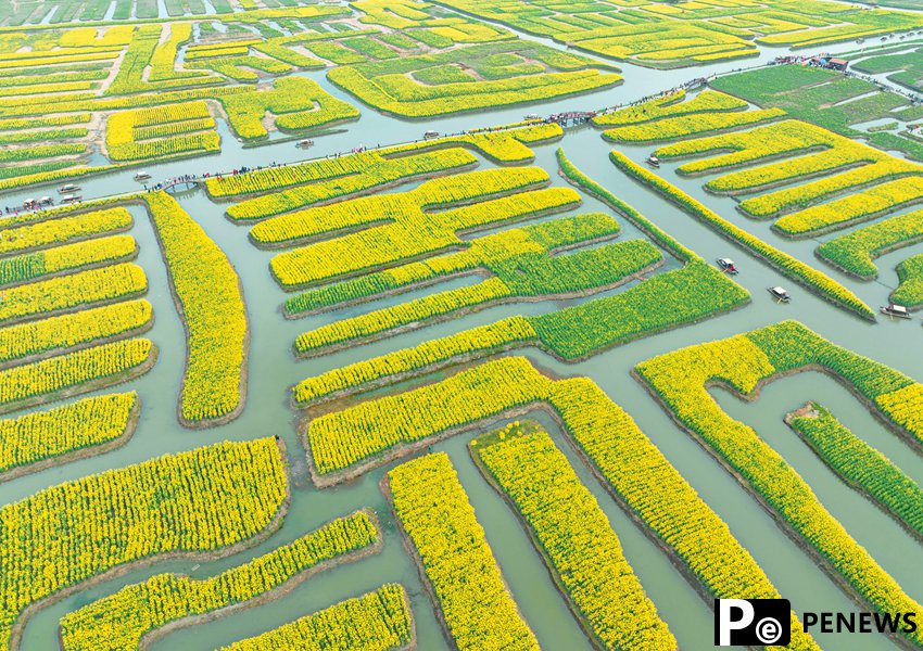 Patches of rapeseed flower fields beckon in E China’s Jiangsu
