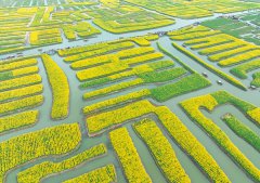 Patches of rapeseed flower fields beckon in E China’s Jiangsu