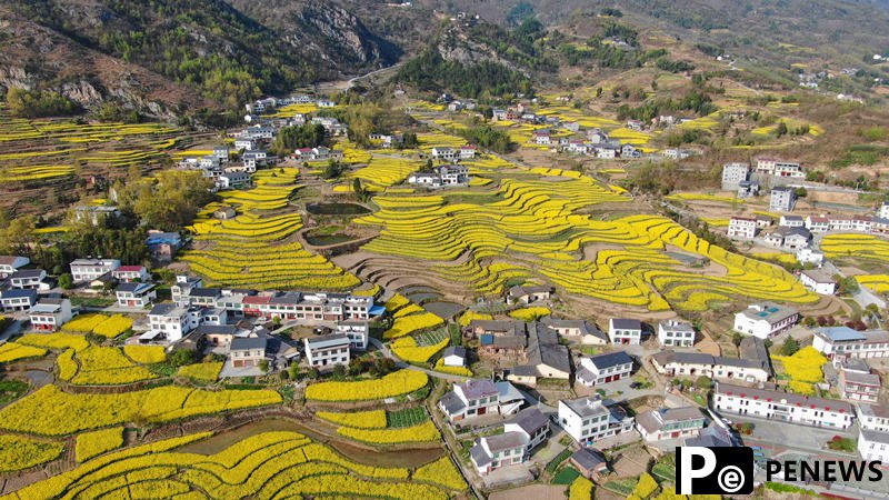 Rapeseed flowers bloom in ancient terraced fields in NW China