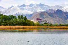 72 years on, Tibet steadfastly advances on path of Chinese modernization