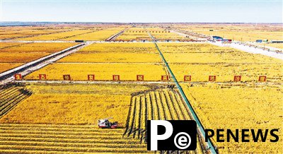 China takes measures to transform saline-alkaline land into fertile soil