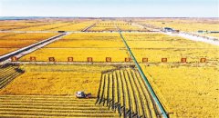 China takes measures to transform saline-alkaline land into fertile soil